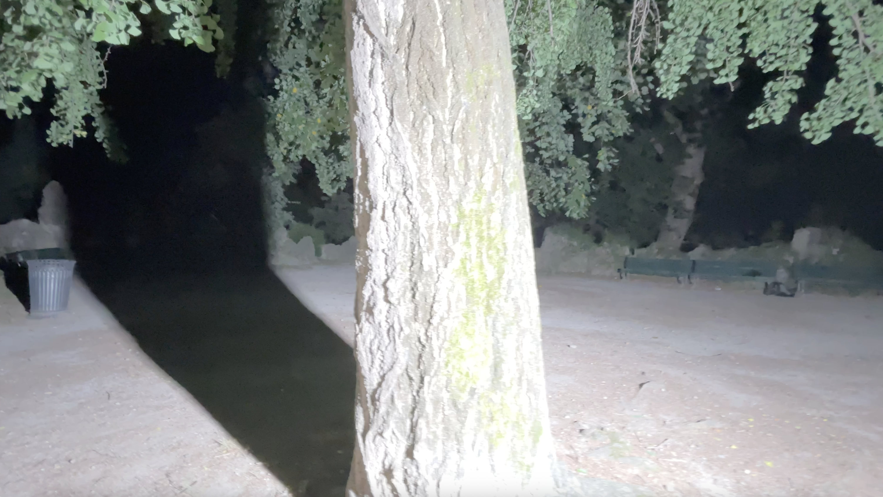 What it is like to be a bat